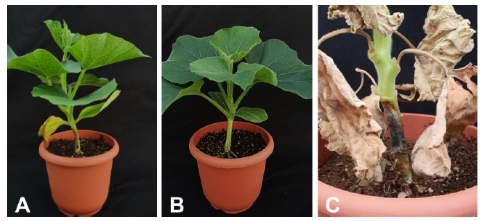 https://www.kjmycology.or.kr/images/KJOM/images/N0320490314_image/Fig_KJOM_49_03_14_F4.png