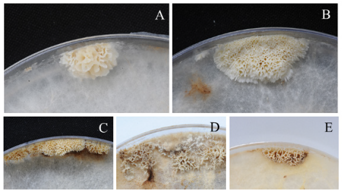 https://www.kjmycology.or.kr/images/KJOM/images/N0320490315_image/Fig_KJOM_49_03_15_F1.png