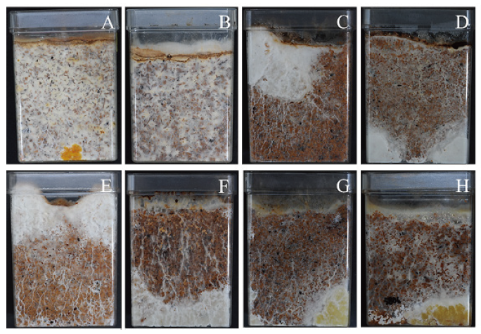 https://www.kjmycology.or.kr/images/KJOM/images/N0320490315_image/Fig_KJOM_49_03_15_F3.png
