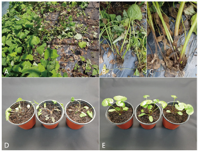 https://www.kjmycology.or.kr/images/KJOM/images/N0320490316_image/Fig_KJOM_49_03_16_F1.png