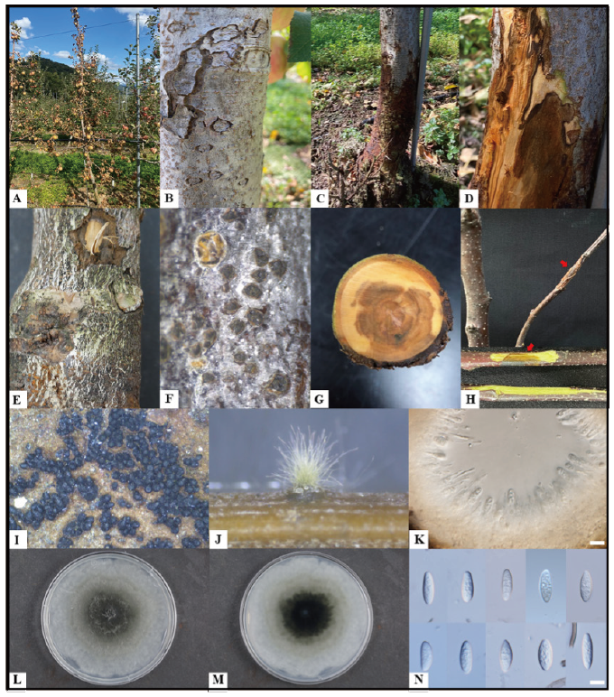https://www.kjmycology.or.kr/images/KJOM/images/N0320490317_image/Fig_KJOM_49_03_17_F1.png