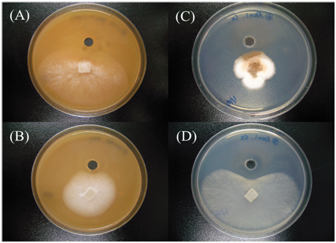 https://www.kjmycology.or.kr/images/KJOM/images/N0320490403_image/Fig_KJOM_49_04_03_F1.png