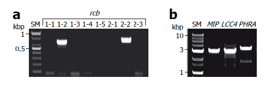 https://www.kjmycology.or.kr/images/KJOM/images/N0320490404_image/Fig_KJOM_49_04_04_F3.png