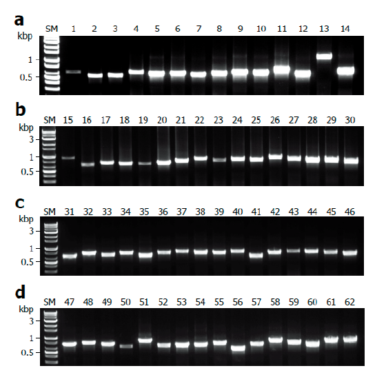 https://www.kjmycology.or.kr/images/KJOM/images/N0320490404_image/Fig_KJOM_49_04_04_F4.png