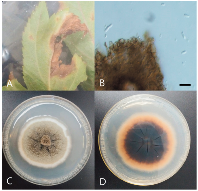https://www.kjmycology.or.kr/images/KJOM/images/N0320490408_image/Fig_KJOM_49_04_08_F2.png