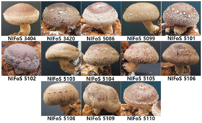 https://www.kjmycology.or.kr/images/KJOM/images/N0320490409_image/Fig_KJOM_49_04_09_F1.png