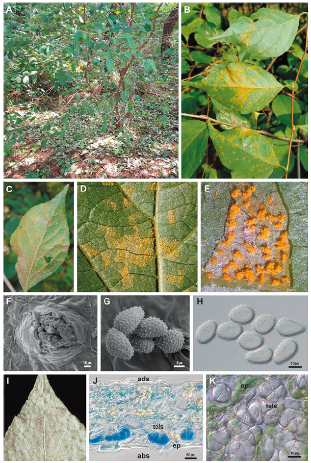 https://www.kjmycology.or.kr/images/KJOM/images/N0320490412_image/Fig_KJOM_49_04_12_F1.png