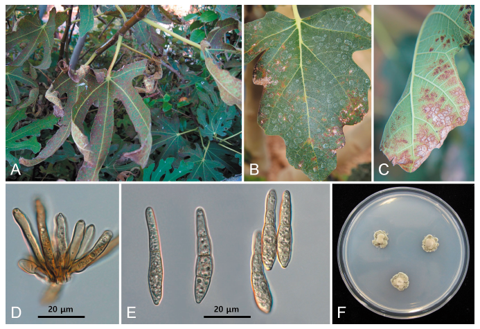 https://www.kjmycology.or.kr/images/KJOM/images/N0320490413_image/Fig_KJOM_49_04_13_F1.png
