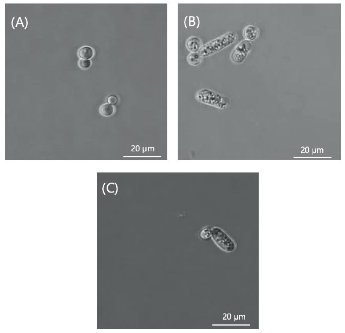 https://www.kjmycology.or.kr/images/KJOM/images/N0320490414_image/Fig_KJOM_49_04_14_F2.png