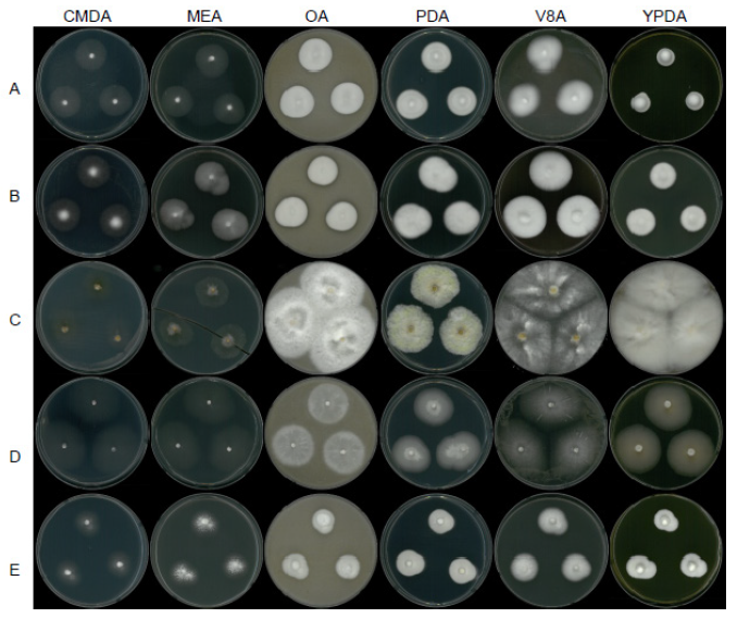 https://www.kjmycology.or.kr/images/KJOM/images/N0320500101_image/Fig_KJOM_50_01_01_F9.png