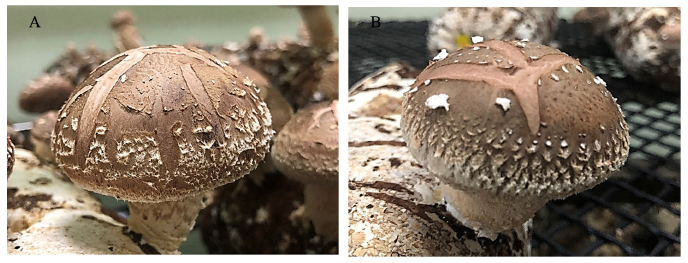 https://www.kjmycology.or.kr/images/KJOM/images/N0320500202_image/Fig_KJOM_50_02_02_F2.png