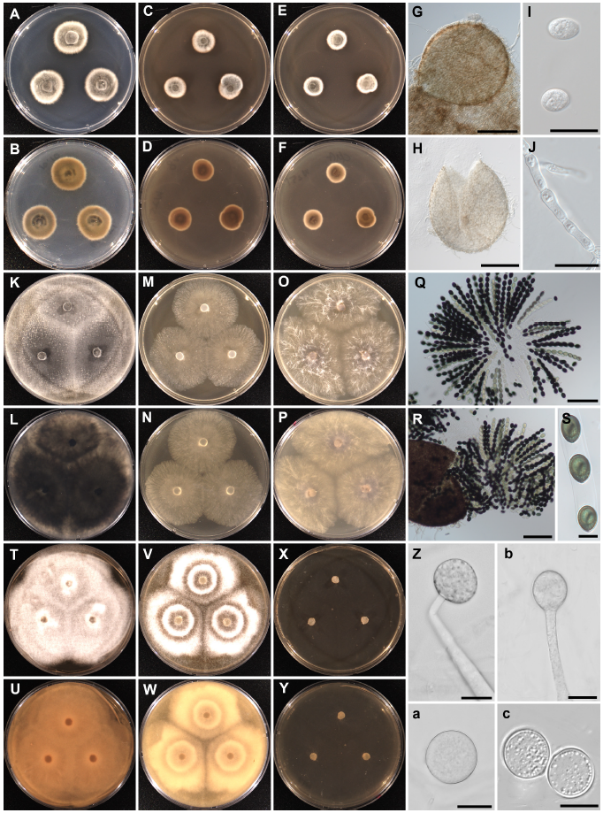 https://www.kjmycology.or.kr/images/KJOM/images/N0320500203_image/Fig_KJOM_50_02_03_F2.png