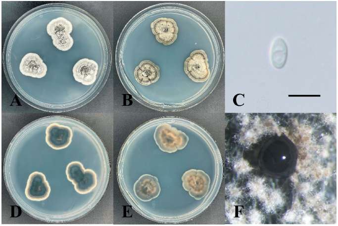 https://www.kjmycology.or.kr/images/KJOM/images/N0320500303_image/Fig_KJOM_50_03_03_F5.png