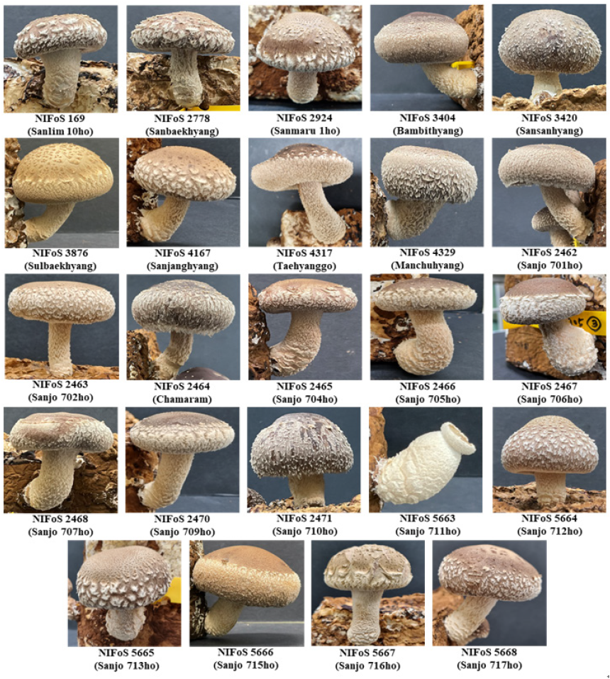 https://www.kjmycology.or.kr/images/KJOM/images/N0320500406_image/Fig_KJOM_50_04_06_F1.png