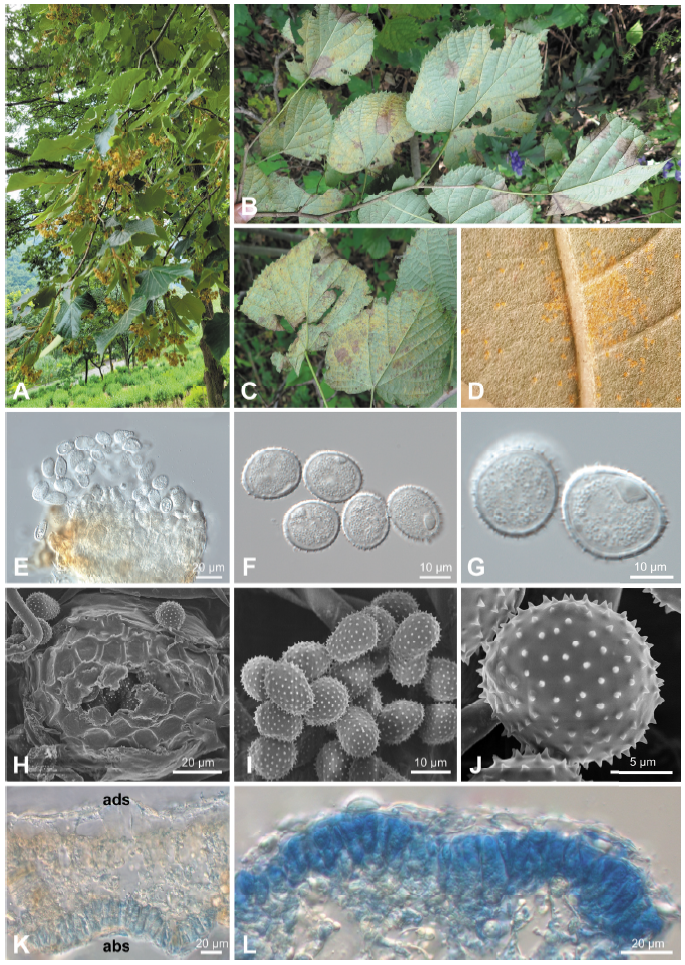 https://www.kjmycology.or.kr/images/KJOM/images/N0320510101_image/Fig_KJOM_51_01_01_F1.png