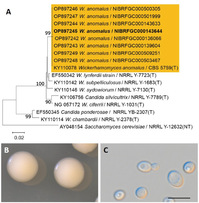https://www.kjmycology.or.kr/images/KJOM/images/N0320510102_image/Fig_KJOM_51_01_02_F4.png