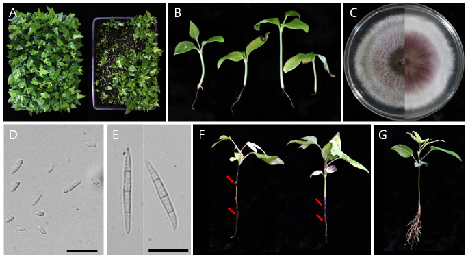 https://www.kjmycology.or.kr/images/KJOM/images/N0320510105_image/Fig_KJOM_51_01_05_F1.png