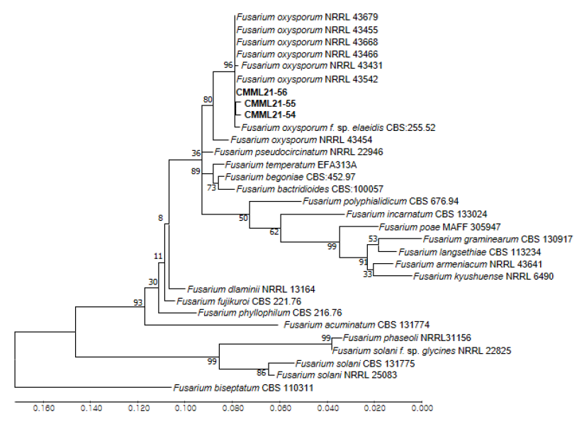https://www.kjmycology.or.kr/images/KJOM/images/N0320510105_image/Fig_KJOM_51_01_05_F2.png