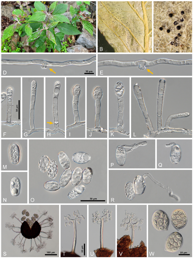 https://www.kjmycology.or.kr/images/KJOM/images/N0320510106_image/Fig_KJOM_51_01_06_F1.png