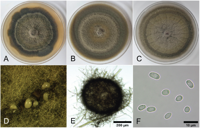 https://www.kjmycology.or.kr/images/KJOM/images/N0320510107_image/Fig_KJOM_51_01_07_F2.png