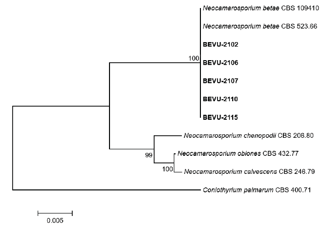 https://www.kjmycology.or.kr/images/KJOM/images/N0320510107_image/Fig_KJOM_51_01_07_F3.png