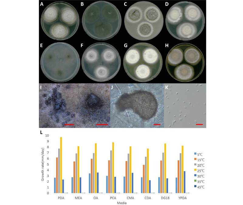 https://www.kjmycology.or.kr/images/kjom/images/N0320460101_image/Figure_kjom_46_01_01_F2.jpg