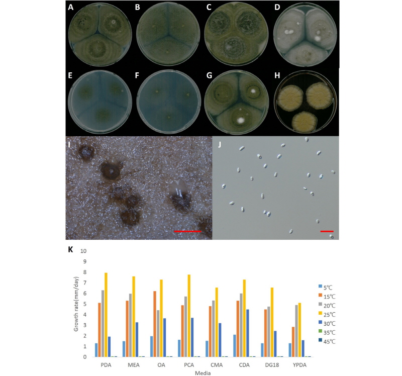 https://www.kjmycology.or.kr/images/kjom/images/N0320460101_image/Figure_kjom_46_01_01_F3.jpg