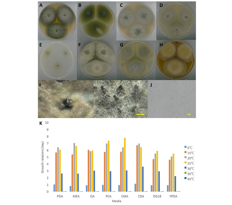 https://www.kjmycology.or.kr/images/kjom/images/N0320460101_image/Figure_kjom_46_01_01_F4.jpg
