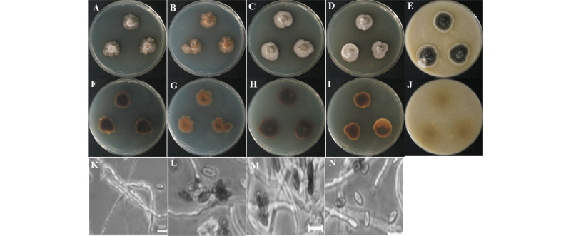 https://www.kjmycology.or.kr/images/kjom/images/N0320460102_image/Figure_kjom_46_01_02_F3.jpg