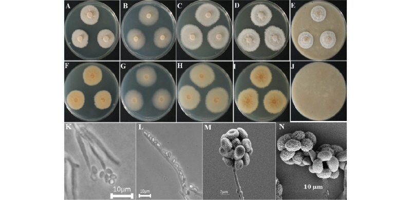 https://www.kjmycology.or.kr/images/kjom/images/N0320460102_image/Figure_kjom_46_01_02_F4.jpg