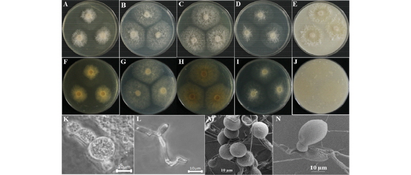 https://www.kjmycology.or.kr/images/kjom/images/N0320460102_image/Figure_kjom_46_01_02_F6.jpg