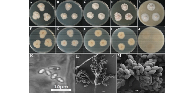 https://www.kjmycology.or.kr/images/kjom/images/N0320460102_image/Figure_kjom_46_01_02_F7.jpg