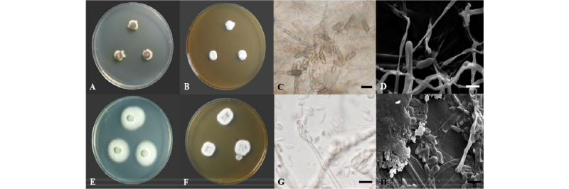 https://www.kjmycology.or.kr/images/kjom/images/N0320460103_image/Figure_kjom_46_01_03_F1.jpg