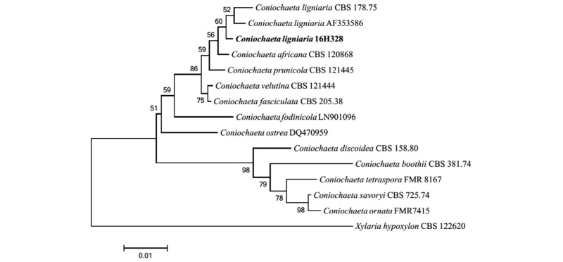 https://www.kjmycology.or.kr/images/kjom/images/N0320460103_image/Figure_kjom_46_01_03_F3.jpg