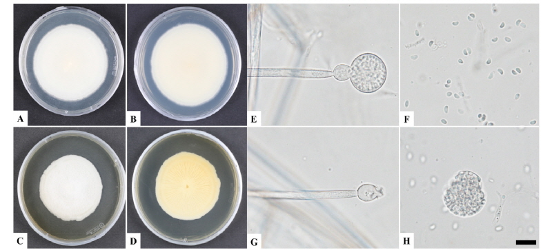 https://www.kjmycology.or.kr/images/kjom/images/N0320460104_image/Figure_kjom_46_01_04_F1.jpg