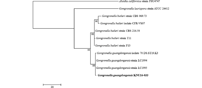https://www.kjmycology.or.kr/images/kjom/images/N0320460104_image/Figure_kjom_46_01_04_F2.jpg