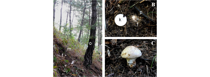 https://www.kjmycology.or.kr/images/kjom/images/N0320460105_image/Figure_kjom_46_01_05_F2.jpg