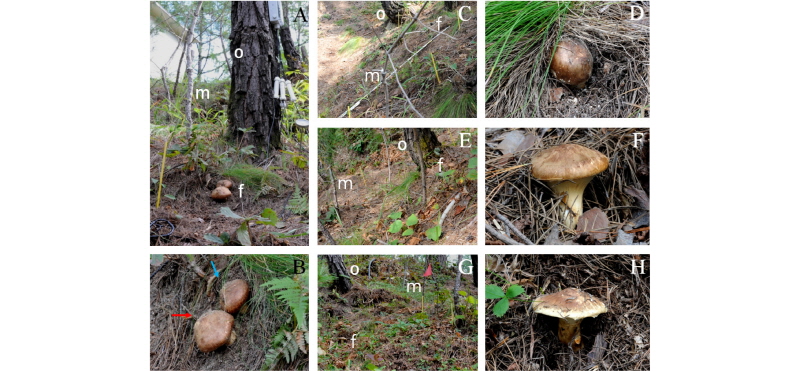 https://www.kjmycology.or.kr/images/kjom/images/N0320460105_image/Figure_kjom_46_01_05_F3.jpg