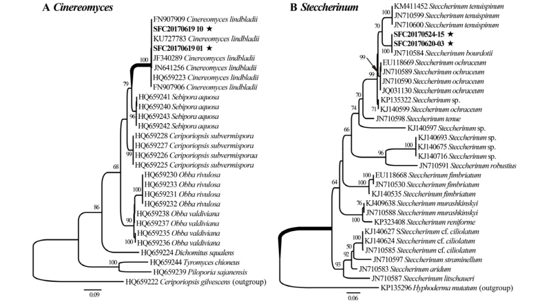 https://www.kjmycology.or.kr/images/kjom/images/N0320460106_image/Figure_kjom_46_01_06_F1.jpg