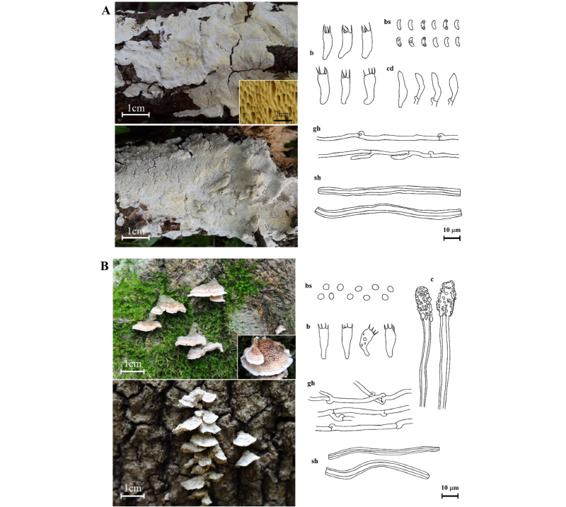 https://www.kjmycology.or.kr/images/kjom/images/N0320460106_image/Figure_kjom_46_01_06_F2.jpg