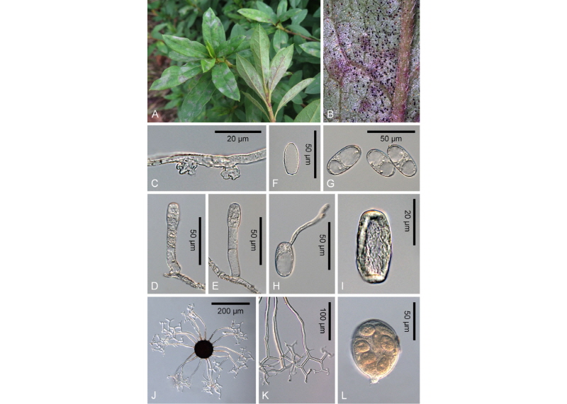 https://www.kjmycology.or.kr/images/kjom/images/N0320460109_image/Figure_kjom_46_01_09_F1.jpg