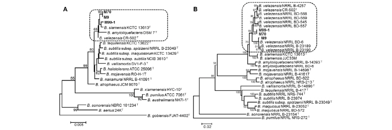 https://www.kjmycology.or.kr/images/kjom/images/N0320460111_image/Figure_kjom_46_01_11_F1.jpg