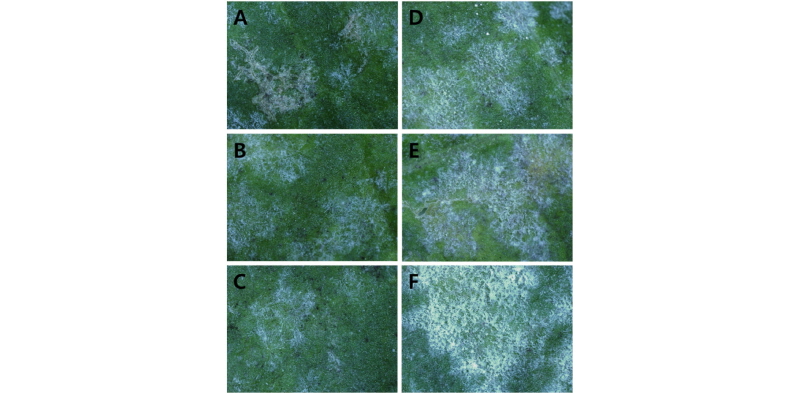 https://www.kjmycology.or.kr/images/kjom/images/N0320460111_image/Figure_kjom_46_01_11_F3.jpg