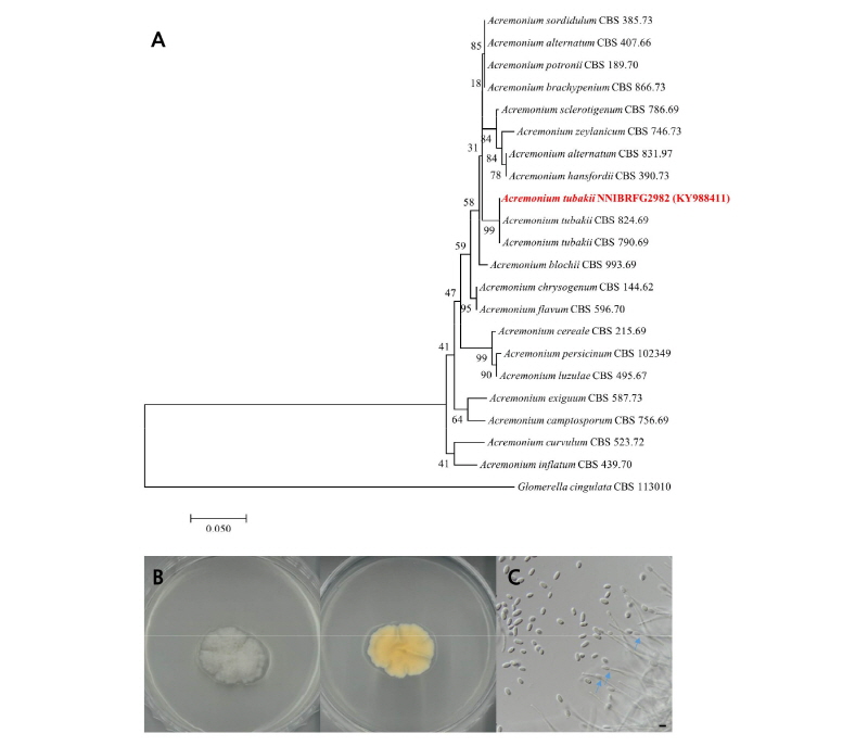 https://www.kjmycology.or.kr/images/kjom/images/N0320460201_image/Figure_kjom_46_02_01_F1.jpg