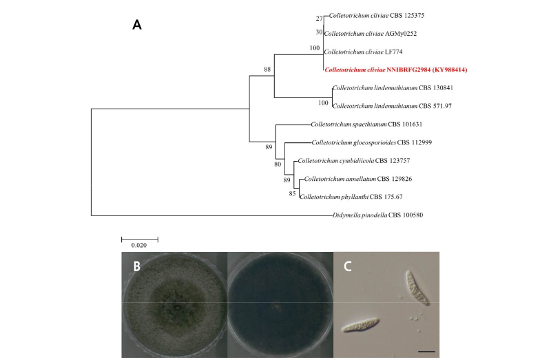 https://www.kjmycology.or.kr/images/kjom/images/N0320460201_image/Figure_kjom_46_02_01_F2.jpg