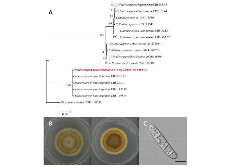 https://www.kjmycology.or.kr/images/kjom/images/N0320460201_image/Figure_kjom_46_02_01_F3.jpg