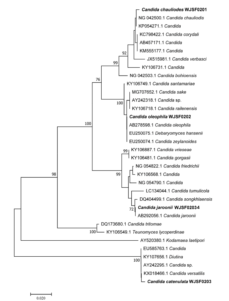 https://www.kjmycology.or.kr/images/kjom/images/N0320460202_image/Figure_kjom_46_02_02_F1.jpg