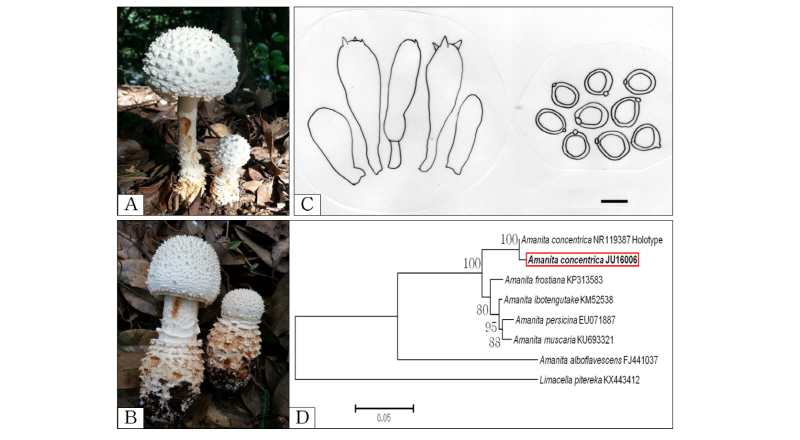 https://www.kjmycology.or.kr/images/kjom/images/N0320460203_image/Figure_kjom_46_02_03_F2.jpg