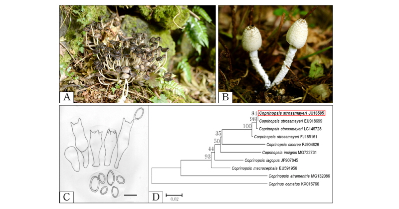 https://www.kjmycology.or.kr/images/kjom/images/N0320460203_image/Figure_kjom_46_02_03_F3.jpg
