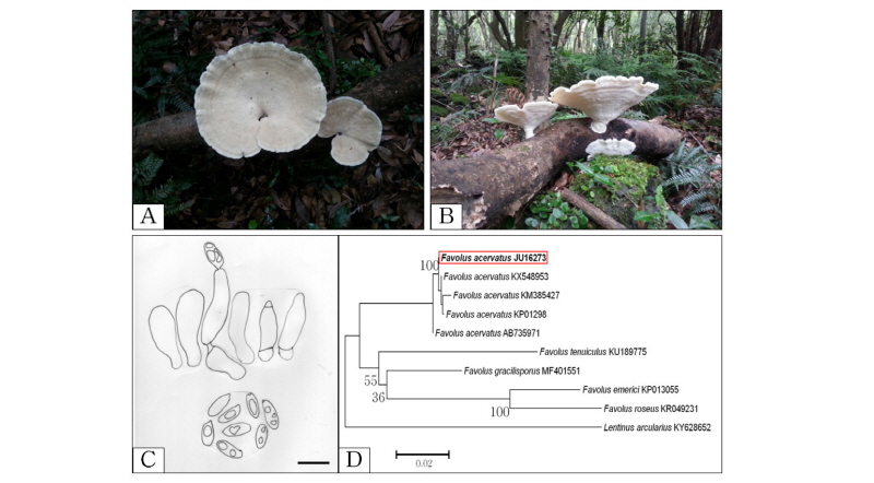 https://www.kjmycology.or.kr/images/kjom/images/N0320460203_image/Figure_kjom_46_02_03_F4.jpg